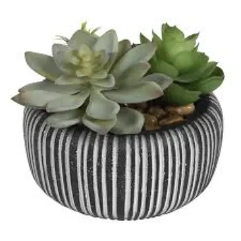 Natural Succulent Plant
